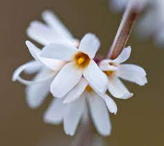 Flower Seeds, Seeds,Seeds For Planting,Plant Seeds