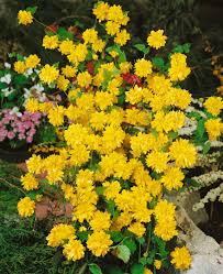 Yellow Kerria Japonica Flower Seeds for Planting – Low Maintenance, Heirloom, Non-GMO, High Germination Organic Garden Seeds