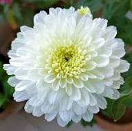 Chrysanthemum White Flower Seeds for Planting | Heirloom Non-GMO Seeds, High Germination