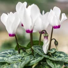 Lavender White Cyclamen Flower Seeds for Planting – Heirloom, Non-GMO, High Germination Organic Garden Seeds