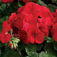 Red White Geraniums Flower Seeds for Planting | Heirloom Non-GMO High Germination Organic Garden Seeds
