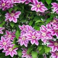 Clematis Purple Flower Seeds for Planting | Heirloom Non-GMO High Germination Organic Seeds