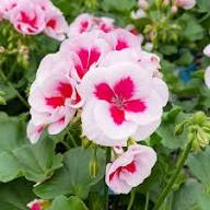 Red White Pelargonium Flower Seeds for Planting – Long Bloom Season, Heirloom, Non-GMO Seeds for Home Garden
