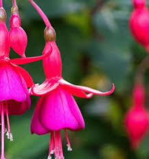 Fuchsia Flower Seeds for Planting, Pink Maroon – Heirloom, Non-GMO, High Germination Organic Garden Seeds