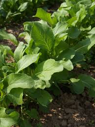 Green Tsoi Sim Vegetable Seeds for Planting – Heirloom & Non-GMO Asian Greens Seeds