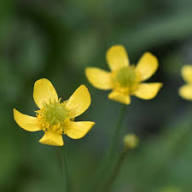 Yellow Buttercup Flower Seeds for Planting | Seasonal Bloomer Heirloom Non-GMO Organic Garden Seeds