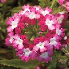 Pink Verbena Flower Seeds for Planting – Heirloom, Non-GMO, High Germination Organic Garden Seeds