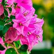 Baby Pink Bougainvillea Flower Seeds for Planting | Heirloom Non-GMO High Germination Organic Garden Seeds