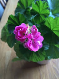 Geranium Pale Pink Flower Seeds for Planting | Heirloom Non-GMO Organic Garden Seeds, High Germination