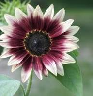 Pink White Sunflower Flower Seeds for Planting | Heirloom Non-GMO High Germination Organic Garden Seeds