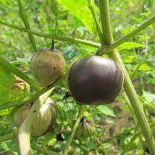 Purple Tomatillo Vegetable Seeds for Planting – Heirloom & Non-GMO Garden Seeds