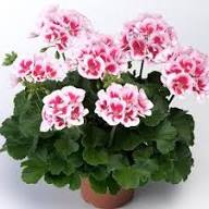 Mixed Geranium Pelargonium Flower Seeds for Planting | Heirloom Non-GMO High Germination Organic Garden Seeds