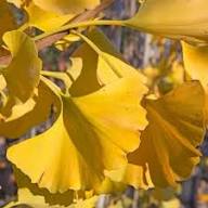 Ginkgo Flower Seeds for Planting – Heirloom, Non-GMO, High Germination Organic Garden Seeds