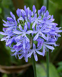 Agapanthus Flower Seeds for Planting – Premium Heirloom Non-GMO Organic Garden Seeds, High Germination