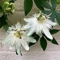 White Passiflora Flower Seeds for Planting – Heirloom, Non-GMO, High Germination Organic Garden Seeds