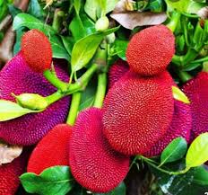 Red Jackfruit Seeds for Planting – heirloom non-GMaRed Jackfruit fruit seeds for planting - Heirloom & Non-GMO Garden seeds, tropical fruit trees for home gardensO seeds, grow tropical fruit trees at home – 100 pcs