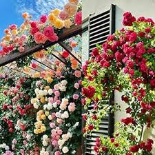 Cascade Flower Seeds for Planting – Heirloom, Non-GMO Compact Growth, High Germination Seeds