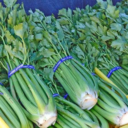 Celery Tall Utah Seeds
