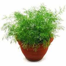 Organic Compatto Dill- Bouquet Herb Seeds - Heirloom and Non-GMO seeds for home garden
