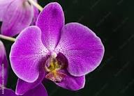 Butterfly Orchid Flower seeds for Planting - Bright Blooms, Heirloom & GMO Free Seeds for Home Garden, 100pcs
