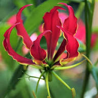 Gloriosa Flower Seeds for Planting – Heirloom, Non-GMO, High Germination Organic Garden Seeds