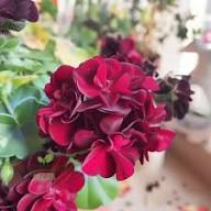 Maroon Univalve Geranium Flower Seeds for Planting – Heirloom Non-GMO, High Germination Organic Garden Seeds