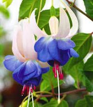 Blue Fuchsia Flower Seeds for Planting – Heirloom, Non-GMO, High Germination Organic Garden Seeds