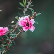Manuka Flower Seeds for Planting | Heirloom Non-GMO High Germination Organic Garden Seeds