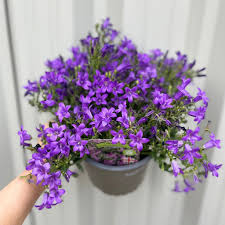 Purpleb Portenschlagiana Flower Seeds for Planting | Heirloom Non-GMO High Germination Organic Garden Seeds