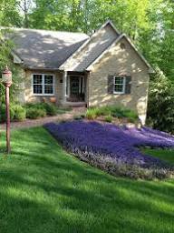 Ajuga Flower Seeds for Planting – Heirloom, Non-GMO, High Germination Organic Garden Seeds