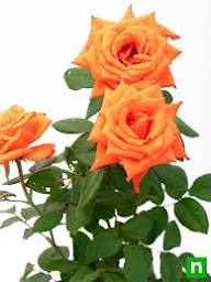 Orange White Rose Flower Seeds for Planting – Heirloom, Non-GMO, Long Bloom Season, High Germination