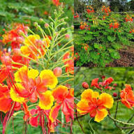 Caesalpinia Flower Seeds for Planting – Heirloom, Non-GMO, High Germination Organic Garden Seeds