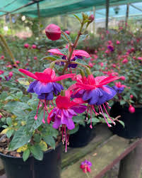 Blue Red Fuchsia Flower Seeds for Planting – Heirloom, Non-GMO, High Germination Organic Garden Seeds