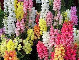 White & Pink Antirrhinum Flower Seeds for Planting – Heirloom, Non-GMO, High Germination Organic Garden Seeds