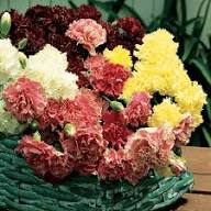 Carnation Flower Seeds for Planting – Heirloom, Non-GMO, High Germination Organic Garden Seeds