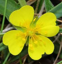 Tormentil Flower Seeds for Planting – Heirloom, Non-GMO, Fragrant Blossoms Organic Garden Seeds