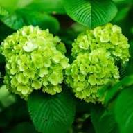 Hydrangea macrophylla Green Cloud Flower Seeds for Planting - Heirloom, Non-GMO, High Germination Organic Garden Seeds