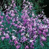 Night Scented Stock Seeds Flower seeds for Planting – Pollinator Friendly, Heirloom & GMO Free Seeds, High Germination