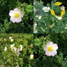 Rosa Canina Flower Seeds for Planting - Heirloom, Non-GMO, High Germination Organic Garden Seeds