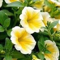 Yellow & White Heirloom Petunia Flower Seeds for Planting – Bright Blooms, Non-GMO, High Germination Organic Garden Seeds