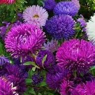 Multi Asters Giants Flower Seeds for Planting – Heirloom Non-GMO High Germination Organic Garden Seeds