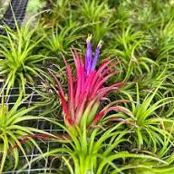 Tillandsia Flower Seeds for Planting – Heirloom, Non-GMO, High Germination Organic Garden Seeds