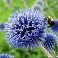 Purple Rattlesnake Flower Seeds for Planting – Long Bloom Season, Heirloom, Non-GMO, High Germination
