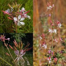 Oenothera Suffrutescens Flower Seeds for Planting – Cut Flower Favorite, Heirloom, Non-GMO, High Germination