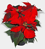 Poinsettia Flower Seeds for Planting – Heirloom, Non-GMO, High Germination Organic Garden Seeds