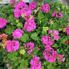 Violet Climbing Geranium Flower Seeds for Planting, Heirloom Non-GMO Organic Garden Seeds