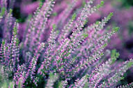 Heather Flower Seeds for Planting – Heirloom, Non-GMO, High Germination Organic Garden Seeds