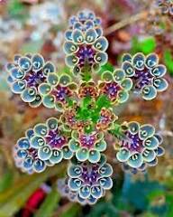 Blue Kalanchoe Flower Seeds for Planting | Heirloom Non-GMO High Germination Organic Garden Seeds