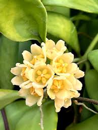 Yellow Hoya Carnosa Flower Seeds for Planting – Heirloom Non-GMO Organic Garden Seeds