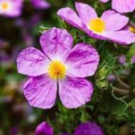 Zistrose Flower Seeds for Planting – Heirloom Non-GMO High Germination Organic Garden Seeds